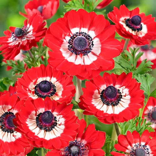 Анемона Говернор артикул фото 1 Анемона Говернор изображение 1 артикул 67090