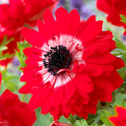 Анемона Говернор артикул фото 2 Анемона Говернор изображение 2 артикул 67090