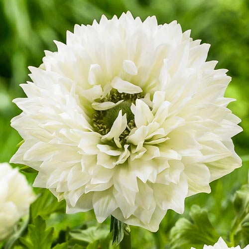 Анемона Маунт Эверест артикул фото 2 Анемона Маунт Эверест изображение 2 артикул 68209