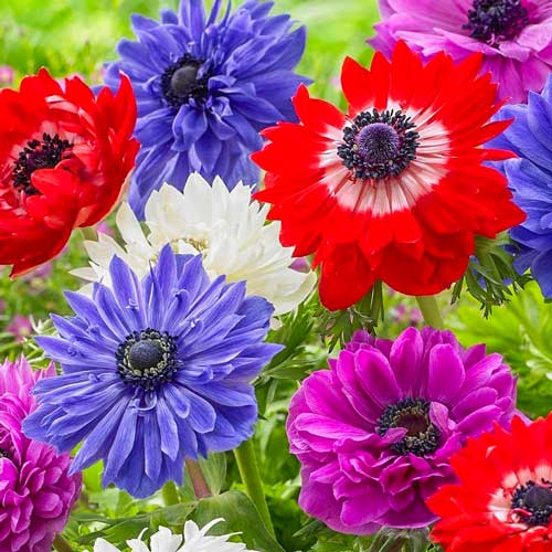 Анемона махровая Сент Бриджит, смесь изображение 1 артикул 67002