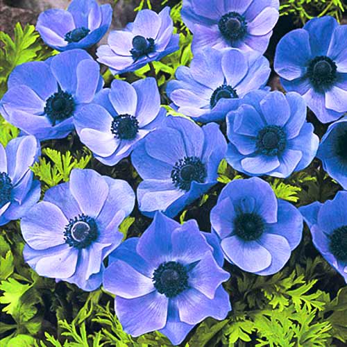 Анемона Мистер Фоккер артикул фото 1 Анемона Мистер Фоккер изображение 1 артикул 70339