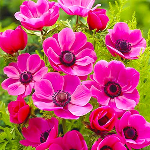 Анемона Сильфид артикул фото 1 Анемона Сильфид изображение 1 артикул 70342