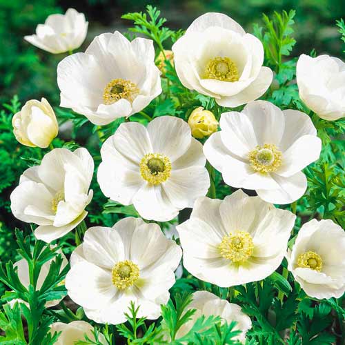 Анемона Зе Брайд артикул фото 1 Анемона Зе Брайд изображение 1 артикул 70343