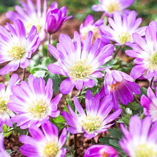 Анемона Бланда Пинк Стар артикул фото 1 Анемона Бланда Пинк Стар изображение 1 артикул 67308