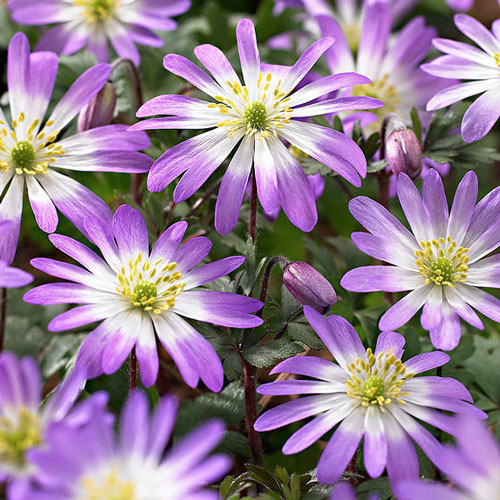 Анемона Бланда Розеа артикул фото 1 Анемона Бланда Розеа изображение 1 артикул 67309