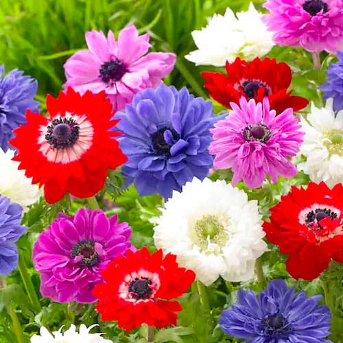 Анемона махровая Сент Бриджит, микс изображение 1 артикул 76017