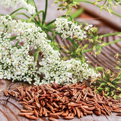 Анис овощной Блюз изображение 1 артикул 69853