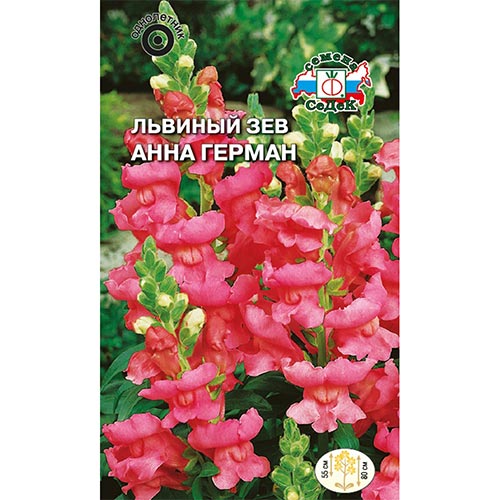 Антирринум (львиный зев) Анна Герман, семена артикул фото 1 Антирринум (львиный зев) Анна Герман, семена изображение 1 артикул 93637
