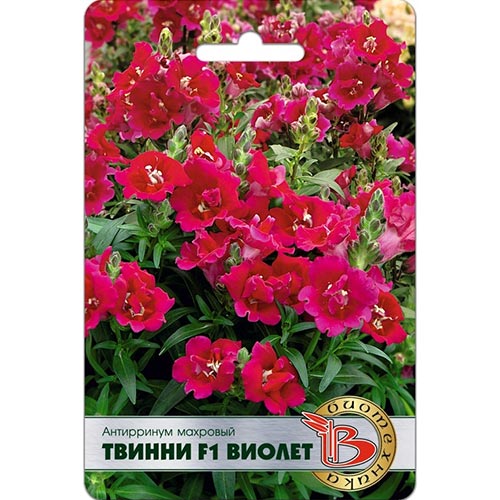 Антирринум (львиный зев) Твинни Виолет F1, семена артикул фото 1 Антирринум (львиный зев) Твинни Виолет F1, семена изображение 1 артикул 91540