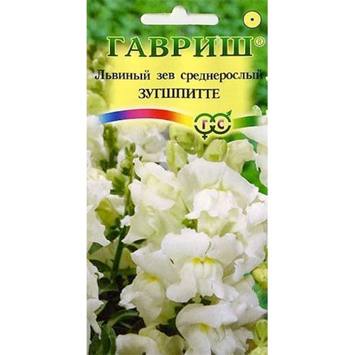 Антирринум (львиный зев) Зугшпитте, семена артикул фото 1 Антирринум (львиный зев) Зугшпитте, семена изображение 1 артикул 91901