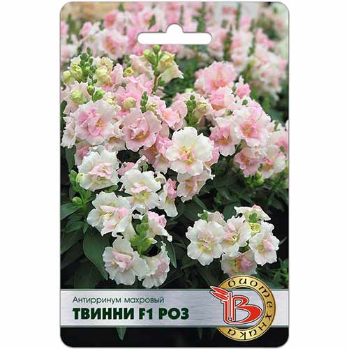 Антирринум Твинни Роз F1 Биотехника артикул фото 1 Антирринум Твинни Роз F1 Биотехника изображение 1 артикул 74046