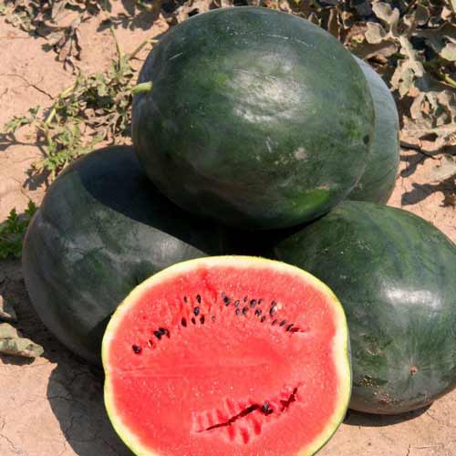 Арбуз Баскетбол F1 изображение 1 артикул 69775