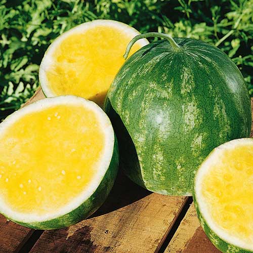 Арбуз Желтый ранний изображение 1 артикул 71821