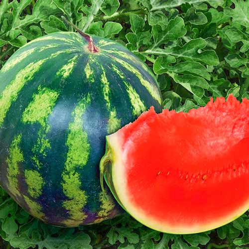 Арбуз Кримсон Свит F1 изображение 1 артикул 71359
