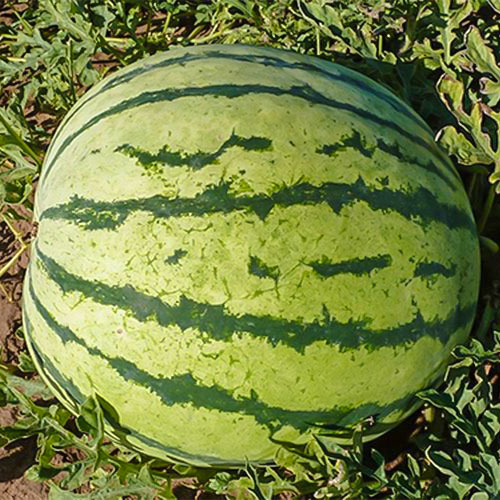 Арбуз Лапландия F1 Уральский дачник изображение 1 артикул 78402