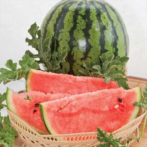 Арбуз Лежкий Седек изображение 1 артикул 84859