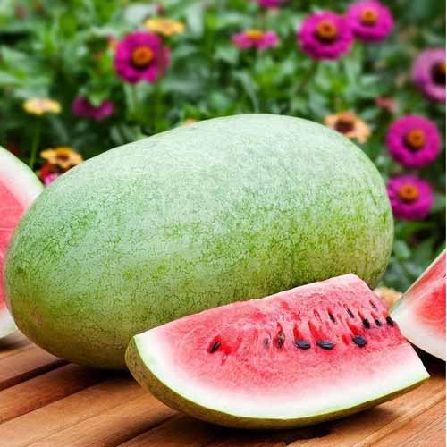 Арбуз Медовый гигант супер F1 Седек изображение 1 артикул 71794