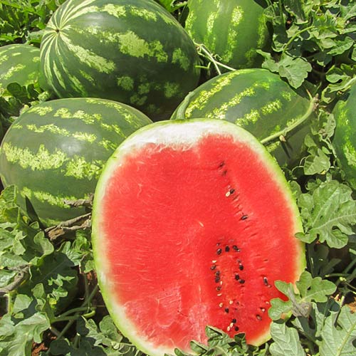 Арбуз Осман F1 Premium Seeds изображение 1 артикул 83725