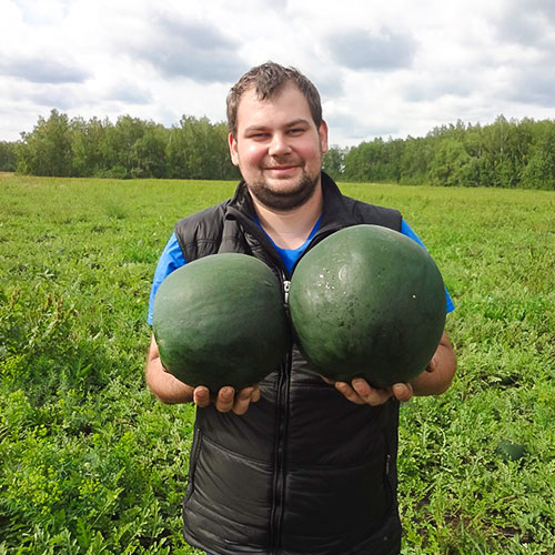 Арбуз Сахарная голова F1 Уральский дачник изображение 1 артикул 78404