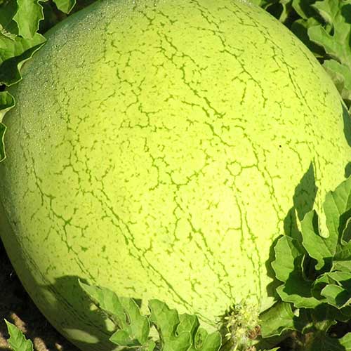 Арбуз Серебряный красавец изображение 1 артикул 65394