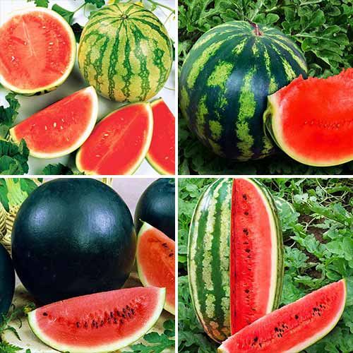 Арбуз Смесь ранних сортов, смесь сортов изображение 1 артикул 71736