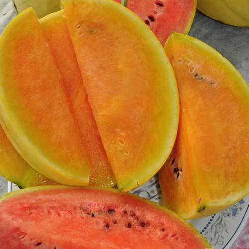 Арбуз Сюрприз F1, смесь сортов Русский огород НК изображение 1 артикул 69856