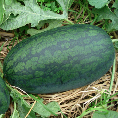 Арбуз Уральский скороспел F1 Уральский дачник изображение 1 артикул 83013