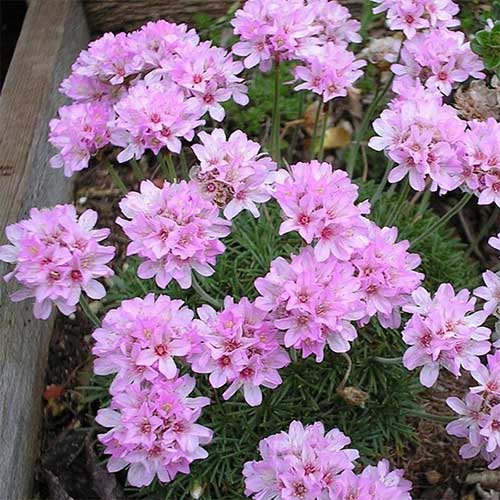 Армерия дернистая Беванс Вариети изображение 1 артикул 01305