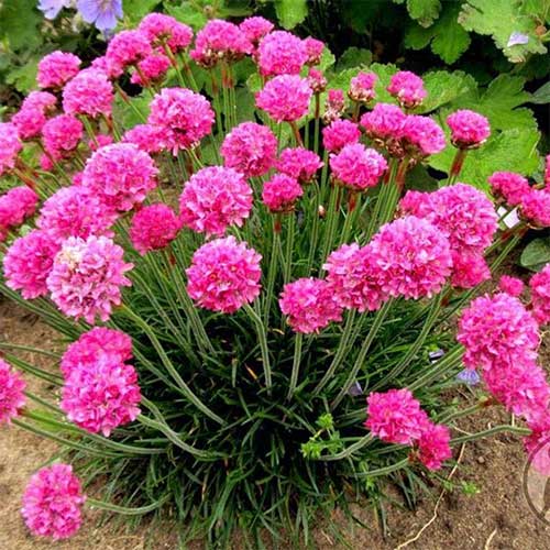 Армерия приморская Розеа изображение 1 артикул 01307