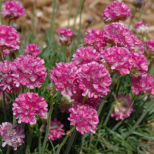 Армерия приморская Рубра изображение 1 артикул 01308