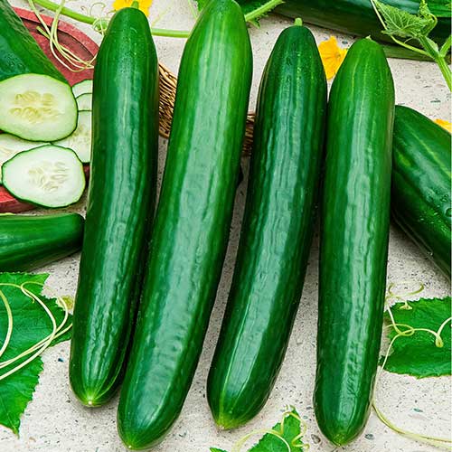 Армянский огурец Тортарелло Бареззе изображение 1 артикул 78091