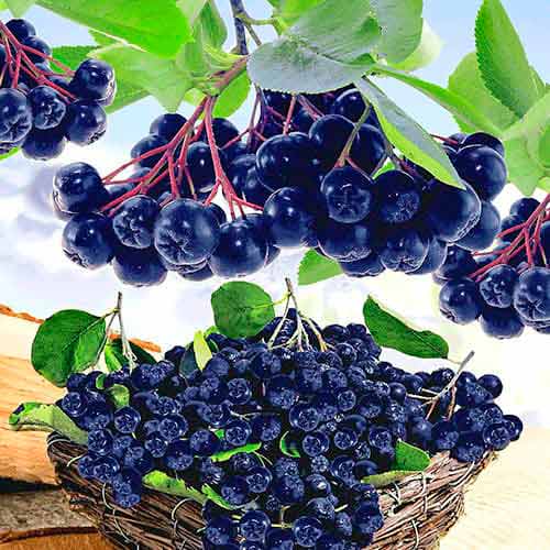 Арония черноплодная Викинг изображение 1 артикул 9205