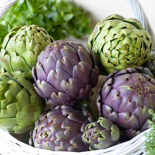 Артишок Гурман, семена изображение 1 артикул 9802_1