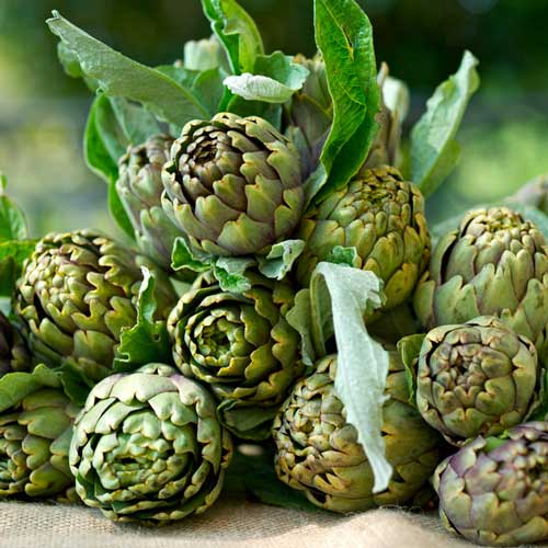 Артишок (Кардон испанский) Красавец изображение 1 артикул 71290