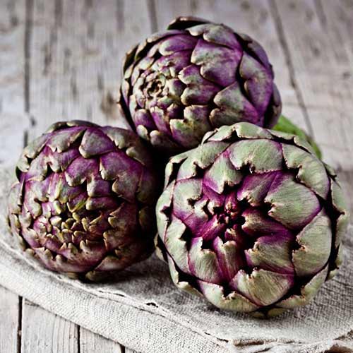 Артишок римский изображение 1 артикул 78057