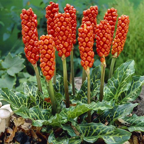 Арум Марморатум изображение 1 артикул 6163