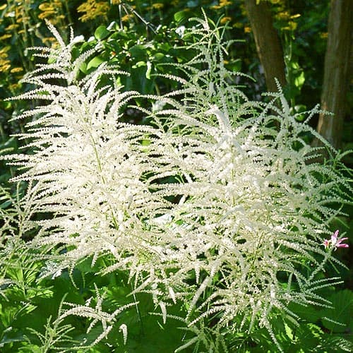 Арункус (волжанка) обыкновенная изображение 2 артикул 76173