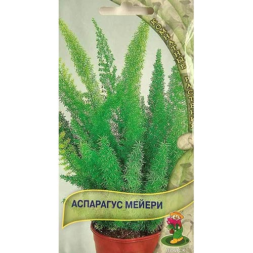 Аспарагус Мейери артикул фото 1 Аспарагус Мейери изображение 1 артикул 92707