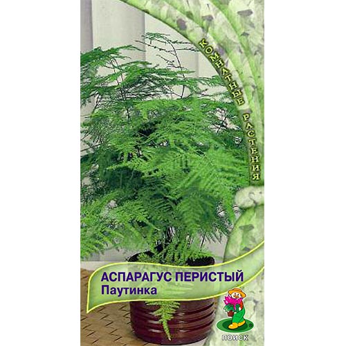 Аспарагус перистый Паутинка артикул фото 1 Аспарагус перистый Паутинка изображение 1 артикул 92708