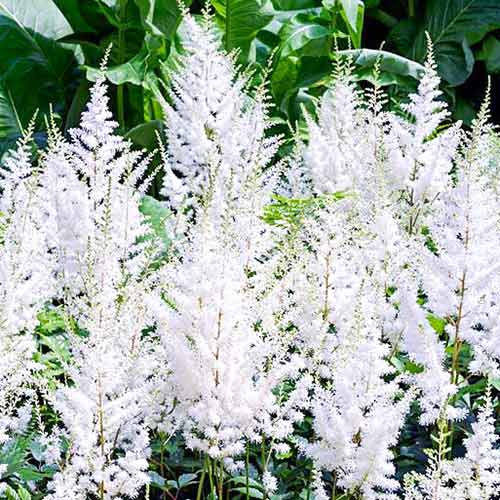 Астильба Арендса Диамант изображение 1 артикул 61000