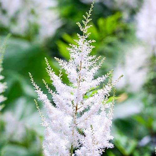 Астильба Арендса Диамант изображение 2 артикул 61000