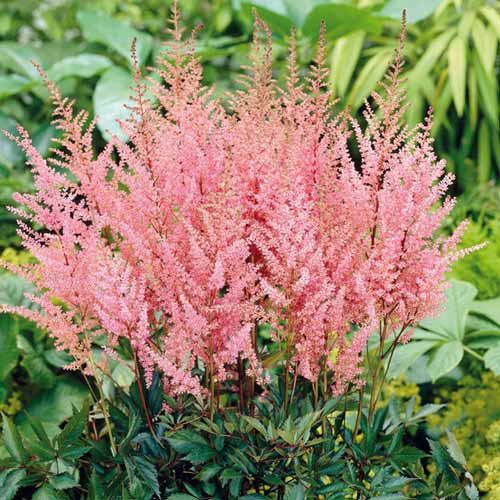 Астильба Арендса Эрика изображение 1 артикул 76178