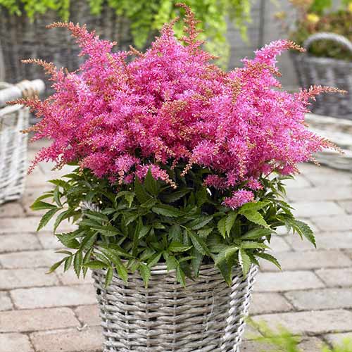 Астильба Глория Пурпуреа изображение 1 артикул 76024