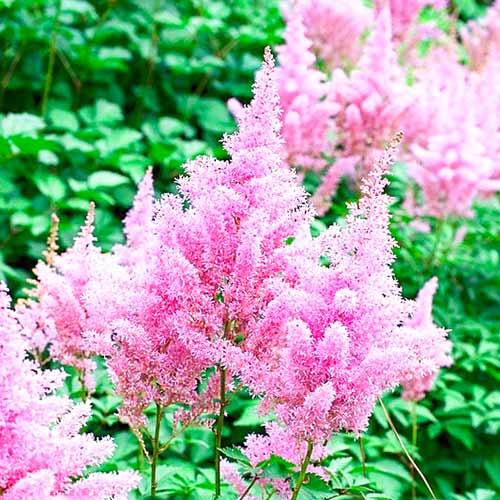 Астильба Арендса Глория изображение 1 артикул 61001