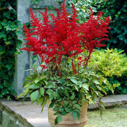 Астильба китайская Финал изображение 1 артикул 68608