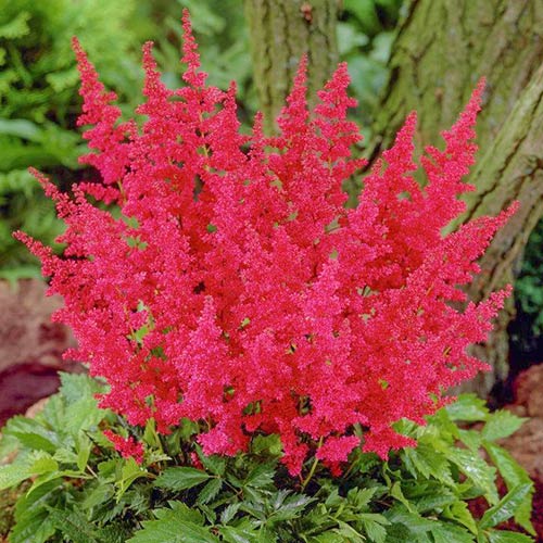Астильба китайская Мэгги Дейли изображение 1 артикул 76179