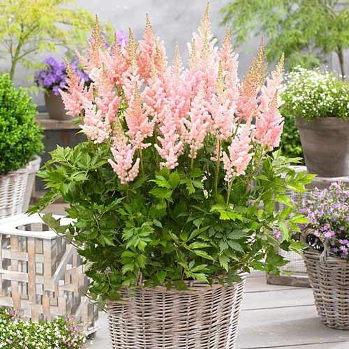 Астильба китайская Милк энд Хани изображение 1 артикул 68609