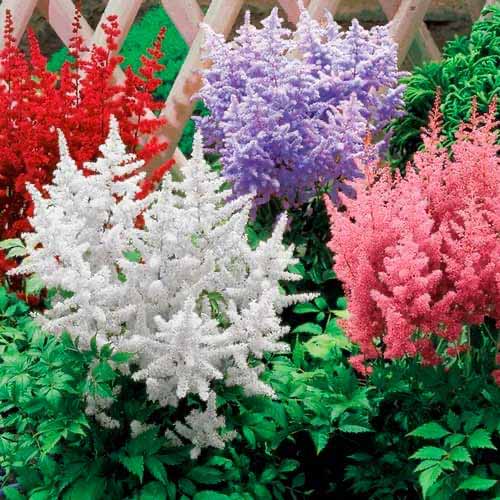 Астильба, микс изображение 1 артикул 76375