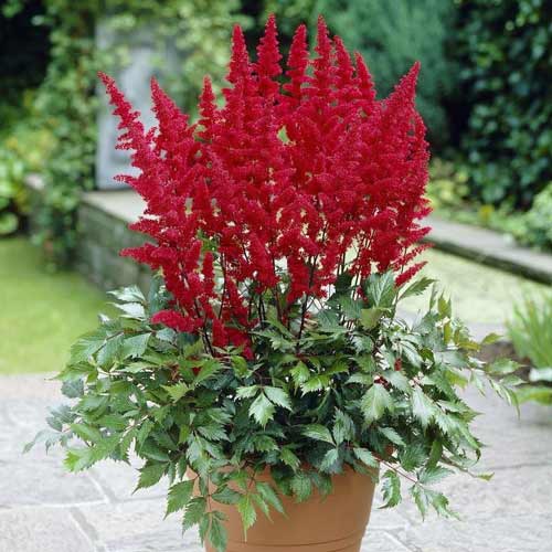 Астильба Ред изображение 1 артикул 76378
