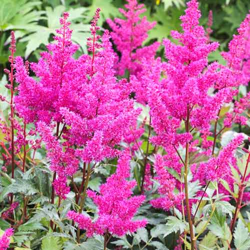Астильба японская Элизабет ван Вин изображение 1 артикул 61007